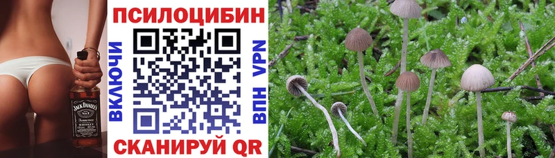 закладка  Петровск  Псилоцибиновые грибы Magic Shrooms 